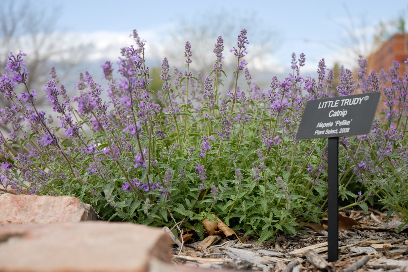 Little Trudy Catmint